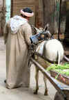 Le Caire - Marchand et son �ne.jpg (62819 octets)