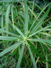 cyperus papyrus.jpg (26063 octets)