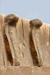 pyramide saqqaracobras.jpg (55778 octets)